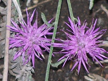 Centaurea parlatoris / Centaurea di Parlatore